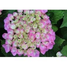 Hydrangea Setsuka-Yae 1 Plants Shade Mophead macrophylla